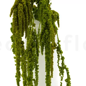 Preserved Amaranthus Light Green