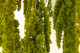 Amaranto Extra stabilizzato - Verde Chiaro 8