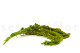 Amaranto Extra stabilizzato - Verde Chiaro 7
