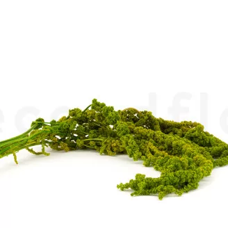 Amarante stabilis&eacute;e Vert Clair