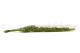Amaranto Extra Preservado - Verde Claro 9