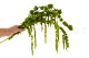 Amaranto Extra Preservado - Verde Claro 10