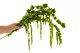Preserved Amaranthus Light Green 10