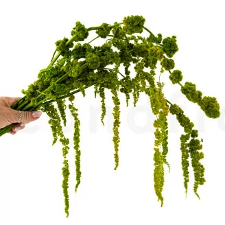 Amarante stabilis&eacute;e Vert Clair