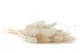 Getrocknete Mini-Pampa Meringue (x20) 6