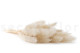 Mini Pampa seca - 20 Unidades - Meringue 6