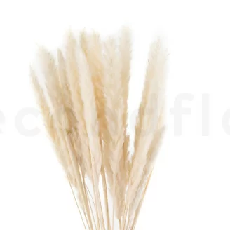 Mini pampa essiccata Meringue (x20)