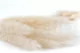 Mini pampa essiccata Meringue (x20) 5