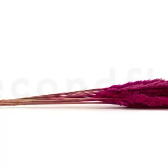 Dried Mini Pampa Raspberry (x20)