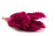 Dried Mini pampa - 20 Units - Raspberry 4