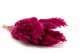 Getrocknete Mini-Pampa Raspberry (x20) 4