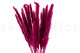 Dried Mini pampa - 20 Units - Raspberry 6