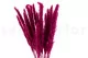 Mini pampa essiccata Raspberry (x20) 6