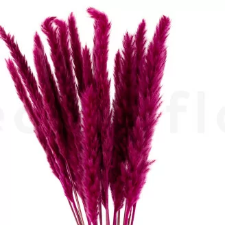 Dried Mini Pampa Raspberry (x20)