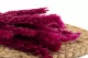 Mini pampa essiccata Raspberry (x20) 7