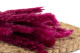 Mini-pampa getrocknet - 20 Stück - Raspberry 7