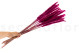 Dried Mini pampa - 20 Units - Raspberry 5