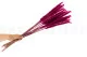 Mini Pampa seca Raspberry (x20) 5