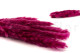Mini-pampa getrocknet - 20 Stück - Raspberry 8