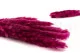 Mini Pampa s&eacute;ch&eacute;e Raspberry (x20) 8