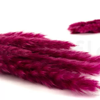 Dried Mini Pampa Raspberry (x20)