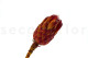 Protea Grandiceps Stabilized - 1 Stem - Red 8