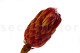 Protea Grandiceps Stabilized - 1 Stem - Red 4