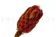 Protea Grandiceps essiccata Rosso 4