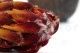 Protea Grandiceps séchée - 1 Tige - Rouge 5