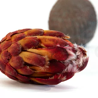 Protea Grandiceps seca Rojo