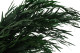 Eucalipto Nicoly Preservado - Verde 2
