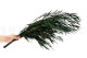Eucalyptus Nicoly Stabilized - Green 4