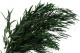 Eucalipto Nicoly Preservado - Verde 5