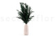 Eucalyptus Nicoly Stabilized - Green 3