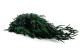 Eucalipto Nicoly Preservado - Verde 6