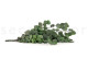 Eucalipto Populus Preservado - Verde 5