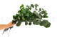 Eucalipto Populus Preservado - Verde 4