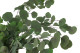 Eucalipto Populus Preservado - Verde 2