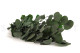 Eucalipto Populus Preservado - Verde 6