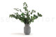 Stabilized Eucalyptus Populus - Green 3