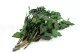Preserved Ivy 8