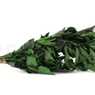 Preserved Ivy