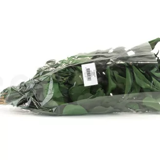 Preserved Ivy