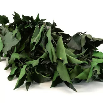 Preserved Ivy