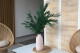 Eucalyptus Nicoly Stabilized - Green 1