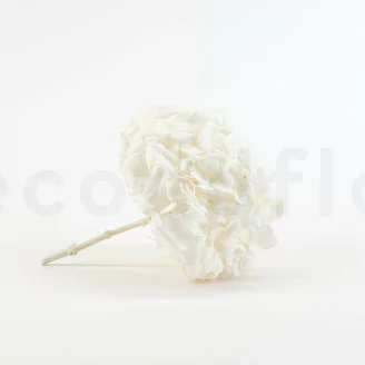 Hortensia stabilis&eacute; Blanc