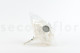 Stabilized Hydrangea - White 11