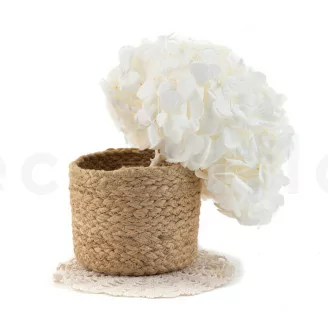 Preserved Hydrangea White