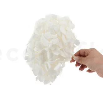 Hortensia stabilis&eacute; Blanc