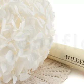 Preserved Hydrangea White